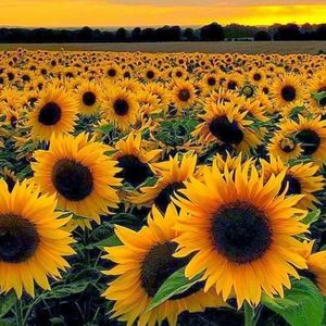 Meet your Posher, Mason